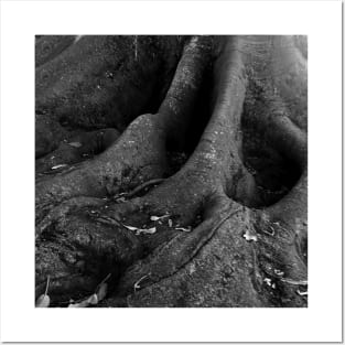 Big Tropical Fig Tree Roots Posters and Art